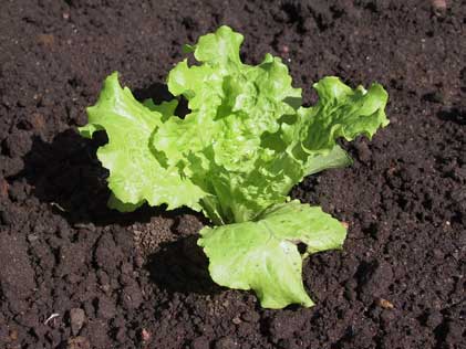 Baby Lettuce