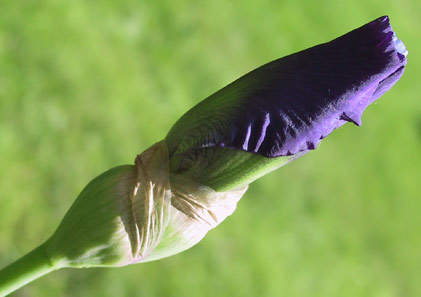 Iris