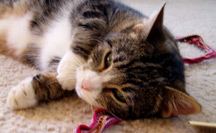 kitten