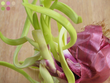 Onion