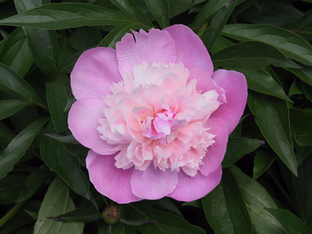 PETUNIA