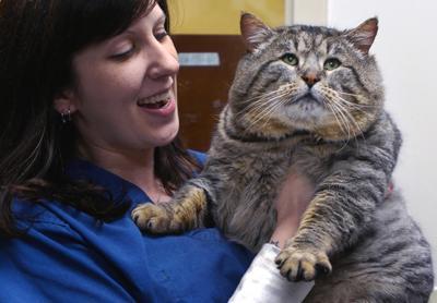 Big Cat