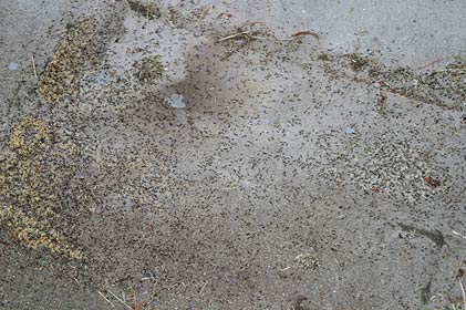 Ant Attack