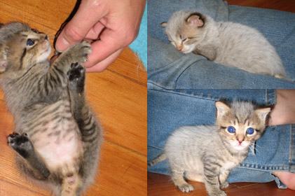 Baby Kittens
