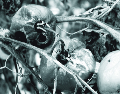 dead tomatoes