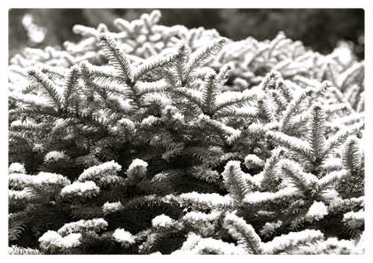 Frosted Mini