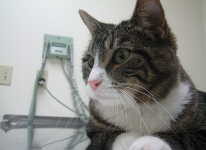 Gabby At The Vet