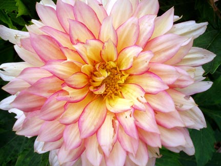 garden flower