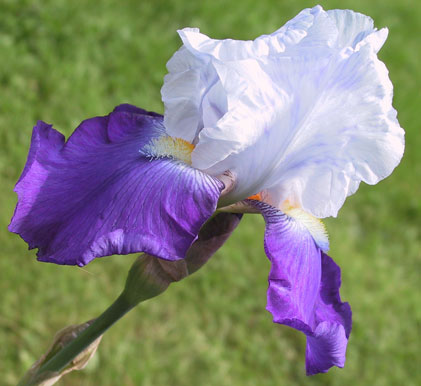 Iris
