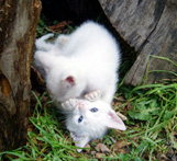 kittens