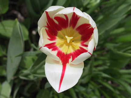 Tulip