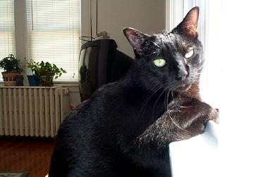 oliver