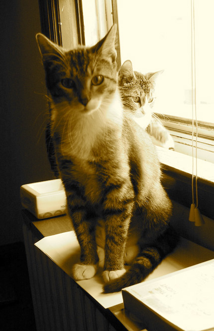 Paris Cats
