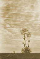 prairie