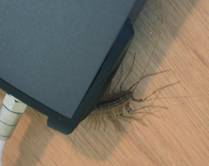 Router Bug
