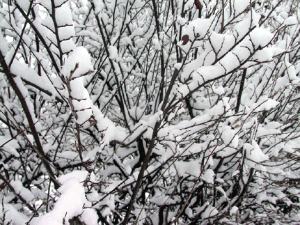 branches