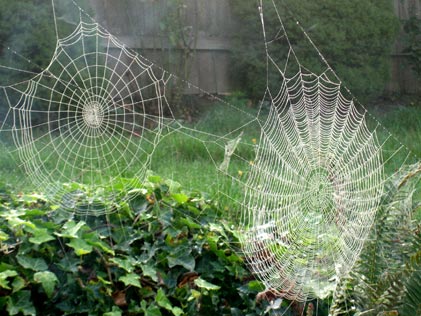 SpiderWeb