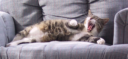 Yawn One